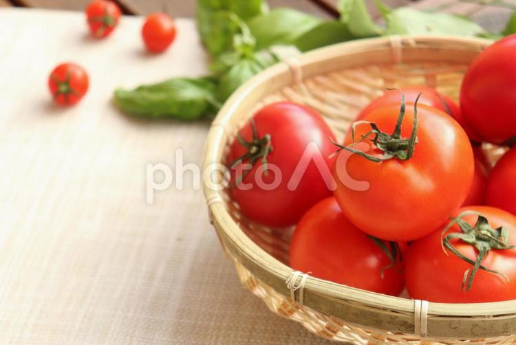 トマトとバジル・背景素材 トマト,野菜,フレッシュの写真素材