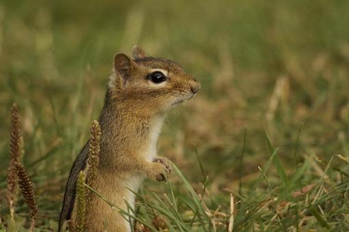 シマリス シマリスの写真