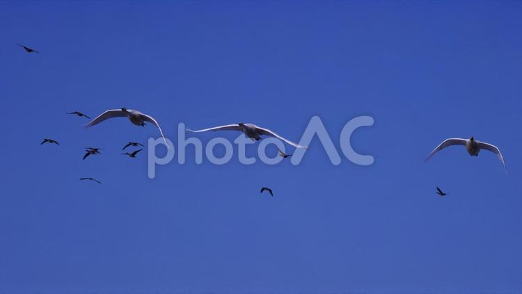 長沼町の舞鶴遊水地の白鳥 白鳥,川,水辺の写真素材