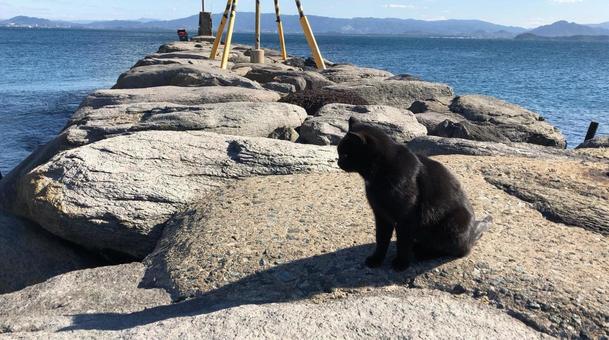 Cat Island, JPG Cat Island, JPG