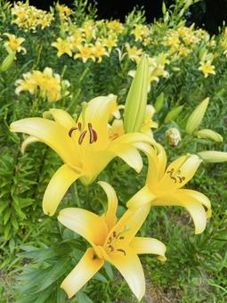 百合の花 百合の花の写真