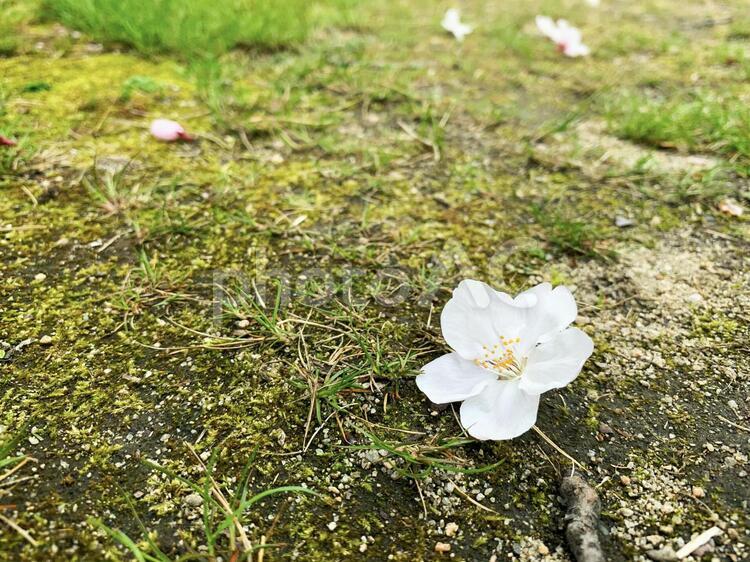 桜の花と緑の背景 桜,緑,ピンクの写真素材