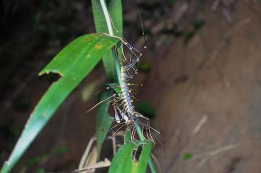 Photo, centipede, nocturnal, inhabits areas south of kanto, 