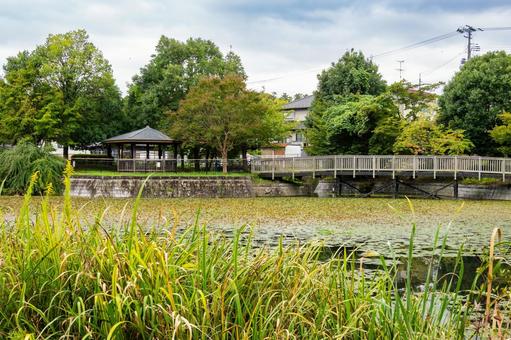 天沼公園の風景⑽ 天沼公園の風景⑽ 公園,天沼公園,木々の写真素材