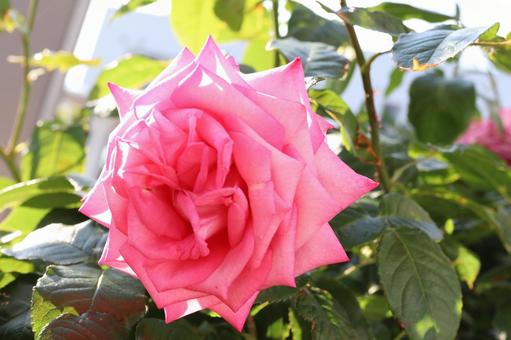 バラ園のピンクの薔薇を撮った写真です バラ園のピンクの薔薇を撮った写真です 花,薔薇,自然の写真素材