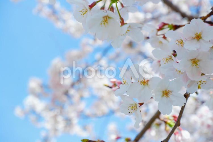 満開に咲く桜の花｜青空背景 桜,アップ,白の写真素材