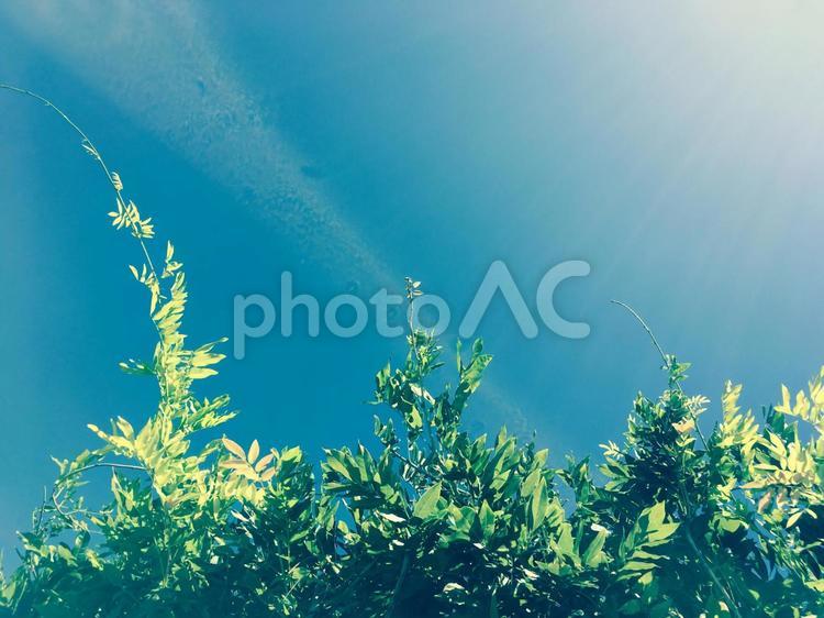 緑と空 みどり,スカイ,ナチュラルの写真素材