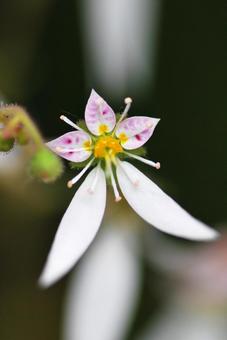 ユキノシタ ユキノシタの写真