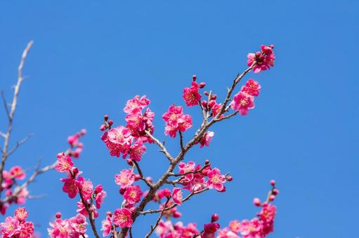 梅の花と青空 梅,紅梅,青空の写真素材