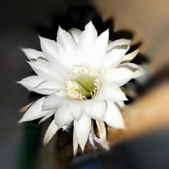 一夜限りのサボテンの花 一夜限りのサボテンの花の写真
