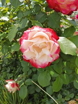 バラ/バイカラー・その1 バラ/バイカラー・その1 バラ,花,薔薇の写真素材
