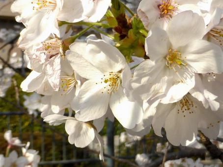 4月上旬、桜並木の花々をアップで 4月上旬、桜並木の花々をアップで サクラ,花,植物の写真素材