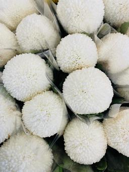 いっぱいの白いポンポン菊 ポンポン菊,いっぱい,たくさんの写真素材