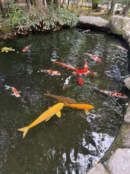 鯉 鯉の写真