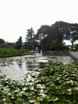 大船フラワーセンター、園内のスイレン池 池,水,水辺の写真素材