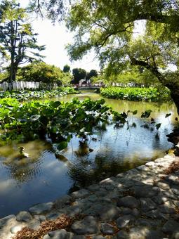 8月の鶴岡八幡宮、源氏池風景その１ 池,水,水辺の写真素材