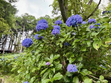 あじさい園 あじさい園 あじさい,紫陽花,花の写真素材