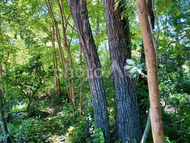 森　木々 木々,森,自然の写真素材