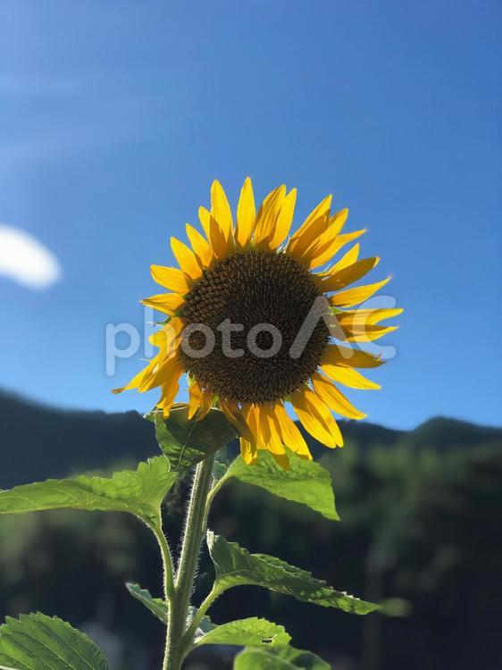 佐用町のひまわり 向日葵,夏,花の写真素材