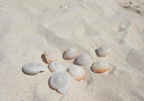 小笠原南島のヒロベソカタマイマイ ヒロベソカタマイマイ,小笠原,南島の写真素材