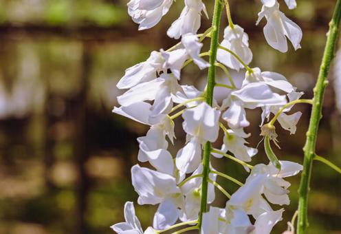 Photo, wisteria of honehata, nagaizumi temple, wisteria trellis, 