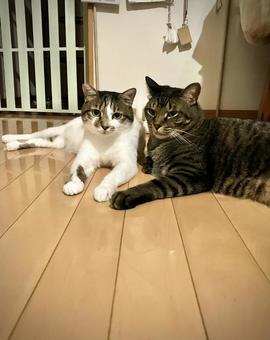 仲良く寛ぐ2匹の猫ちゃん 仲良く寛ぐ2匹の猫ちゃんの写真