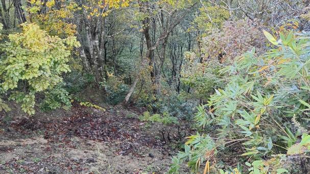 早朝の枝折峠 枝折峠,山,早朝の写真素材