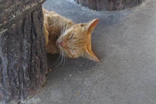 公園ネコ　お昼寝　キジトラ ねこ,ネコ,にゃんこの写真素材