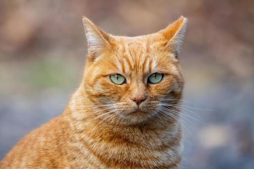 猫(282) 猫,食肉目,ネコ科の写真素材