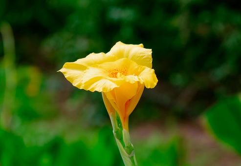 黄色い花 黄色い花の写真