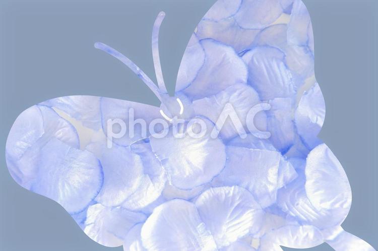 梅雨のレター素材（紫陽花と蝶） 紫陽花,蝶,梅雨の写真素材