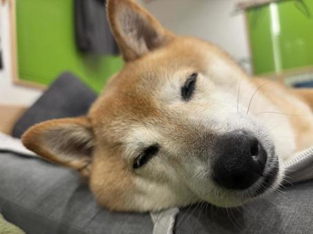 柴犬お寝んね 柴犬お寝んねの写真