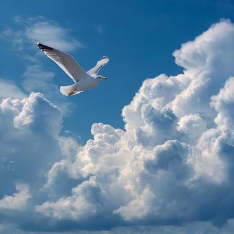 (大空へ)羽ばたく鳥 (大空へ)羽ばたく鳥の写真