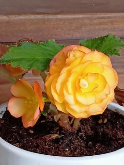 球根ベゴニア 球根ベゴニア 花,黄色,植物の写真素材