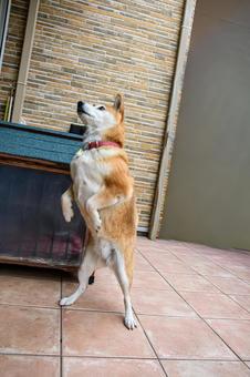 後ろの二本足で立つ柴犬 犬,わんこ,柴犬の写真素材