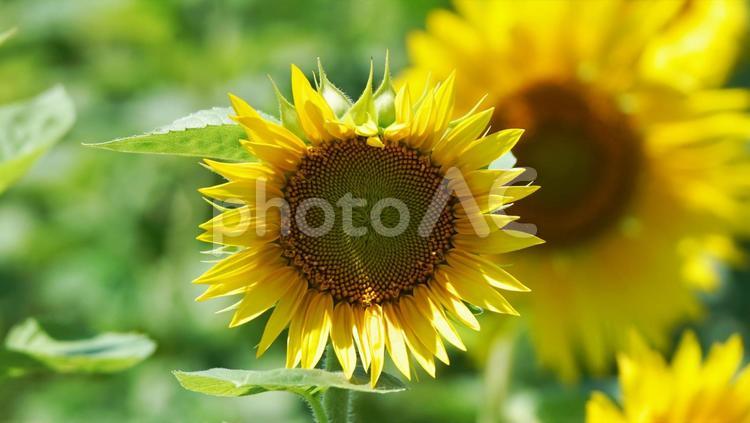 北海道の美しいお花畑 ヒマワリ,旅行,夏の写真素材
