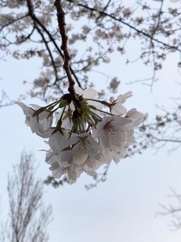 桜の花 桜の花の写真