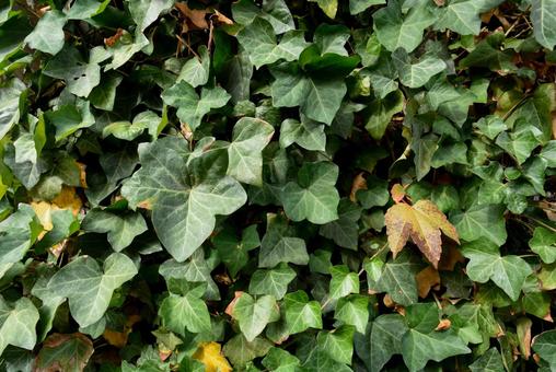 緑のアイビー(蔦) 緑のアイビー(蔦) アイビー,蔦,ツタの写真素材