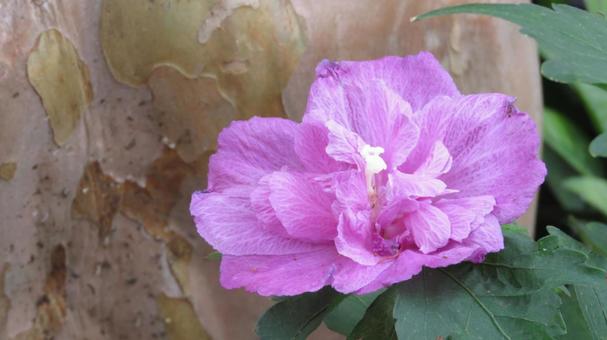 ムクゲ ムクゲ,花,庭木の写真素材