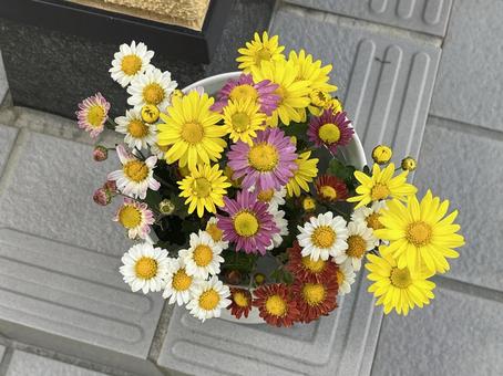 菊の花 菊,花,秋の写真素材