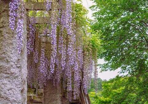 藤の咲く丘　藤棚の藤2ー4 藤棚,藤の花,花の写真素材