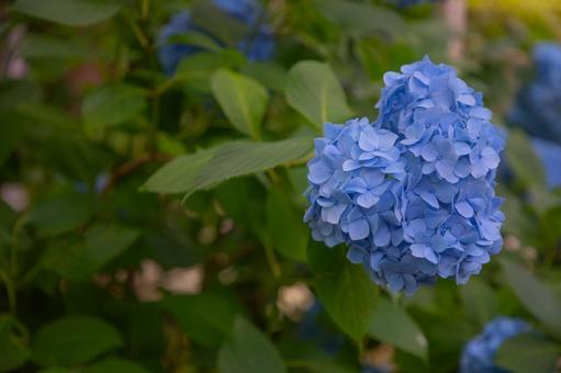 Heart-shaped hydrangea, JPG