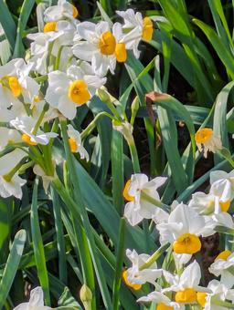 爪木崎の水仙の花 野水仙,爪木崎,花の写真素材