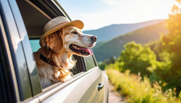 飼い主の帰りを待って窓の外を見ている犬 飼い主の帰りを待って窓の外を見ている犬の写真