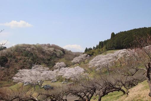 Hitoyoshi Plum Garden, JPG Hitoyoshi Plum Garden, JPG
