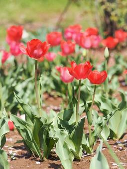 Bright red tulips, JPG Bright red tulips, JPG