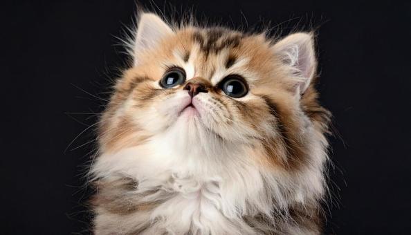 見上げる。かわいいペルシャ猫。 見上げる。かわいいペルシャ猫。の写真