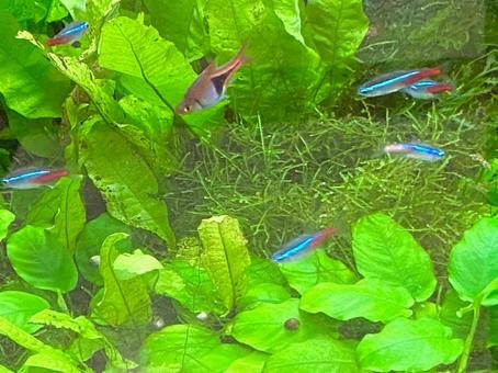 熱帯魚 海藻 も 熱帯魚 海藻 も 熱帯魚,魚,海藻の写真素材