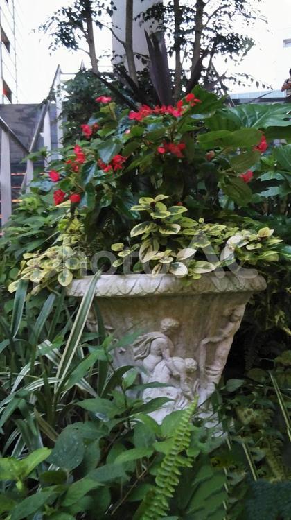 寄せ植えの大きな植木鉢 寄せ植えの植木鉢,寄せ植え,大きな植木鉢の写真素材