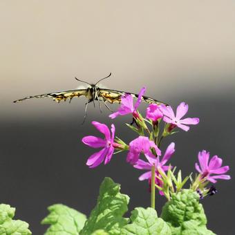 ナミアゲハ ナミアゲハの写真